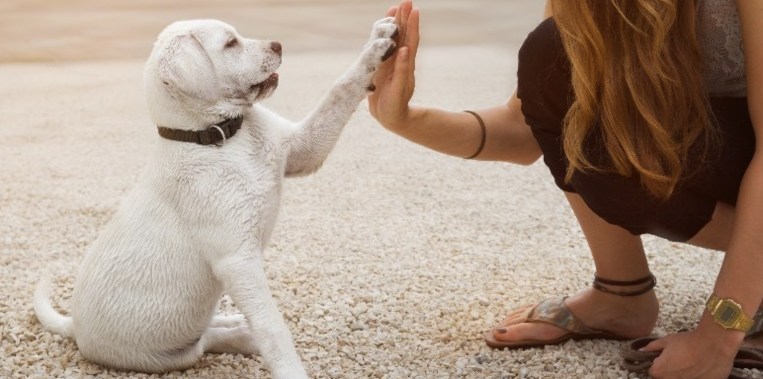 puppy doing high-five